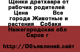 Щенки дратхаара от рабочих родителей › Цена ­ 22 000 - Все города Животные и растения » Собаки   . Нижегородская обл.,Саров г.